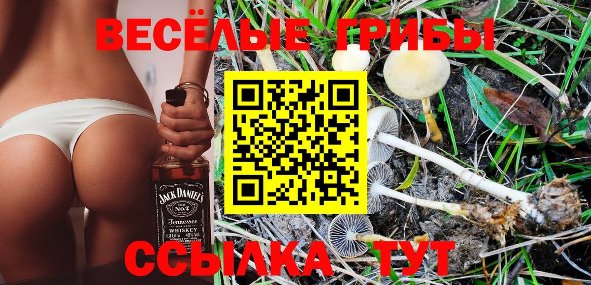 Псилоцибиновые грибы Psilocybine cubensis  Вход с VPN  Галлюциногенные грибы мицелий  Нарткала 